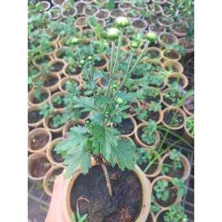 cúc Bonsai-Cúc trồng lâu năm tạo dáng bosai đẹp có vàng trắng và vàng hồng