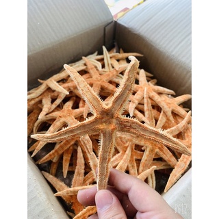 Sao Biển ngâm rượu 1 con