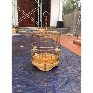 Lồng choè than, tre già