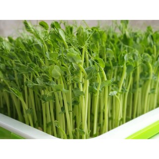 [An's home] Hạt giống rau mầm đậu Hà Lan - 1kg