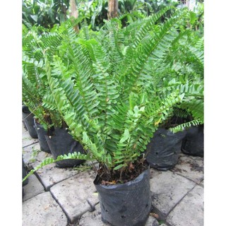 Combo 5 bầu cây Dương xỉ trồng ban công, quán cafe