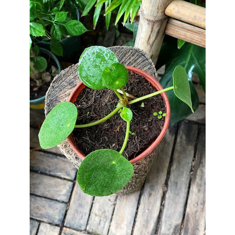 Cây Pilea Peperomioides (Chinese Money Plant, Cỏ Gương, Kim Tiền Trung Hoa, Đồng Tiền Trung Quốc) chậu nhựa 10cm