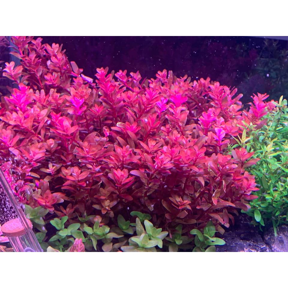 Đèn netlea rgb 90 bản treo