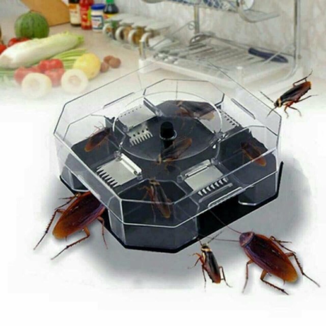 Dụng Cụ Bắt Gián