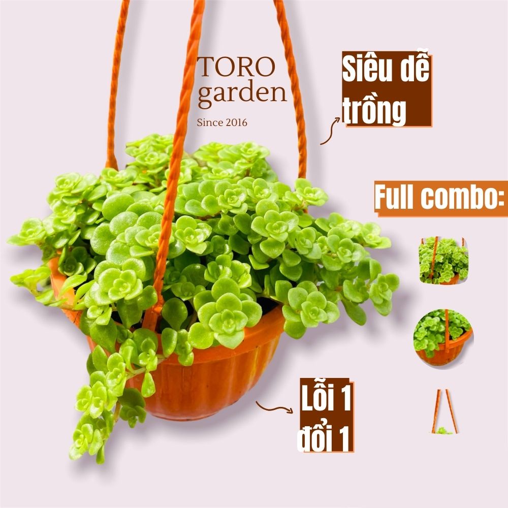 SEN ĐÁ VẢY CÁ CHẬU TREO ĐÀ LẠT SIZE 9CM, SIÊU CUTE, HƯ 1 ĐỔI 1