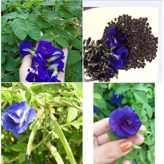 Hạt giống hoa đậu biếchoa cách kép  20 hạt (TẶNG gói kích thích hạt nảy mầm)
