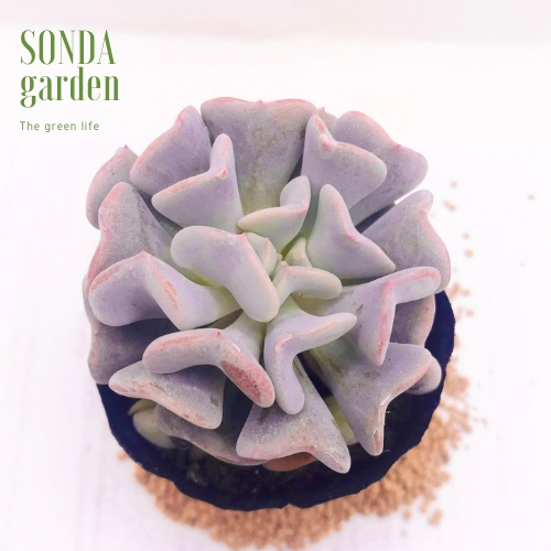 Sen đá cúc tím SONDA GARDEN size bé 5-8cm, xuất xứ Đà Lạt, khoẻ đẹp, lỗi 1 đổi 1