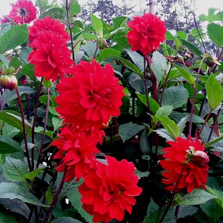 30h - HẠT GIỐNG HOA THƯỢC DƯỢC MIX