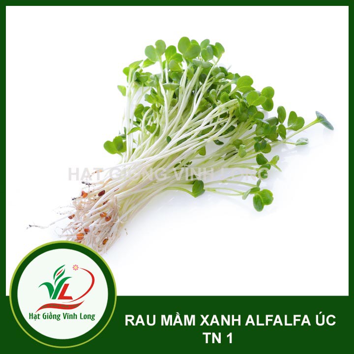 Hạt giống rau Mầm xanh ALFALFA ÚC TN 1 - 15g