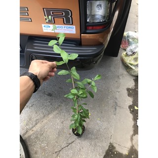 Cúc tần ấn độ