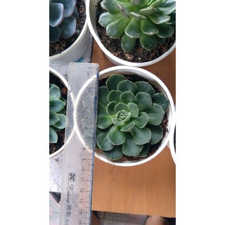 Sen đá lục cỡ to