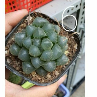 sen đá kim cương haworthia MS-6