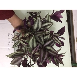 thài lài tía