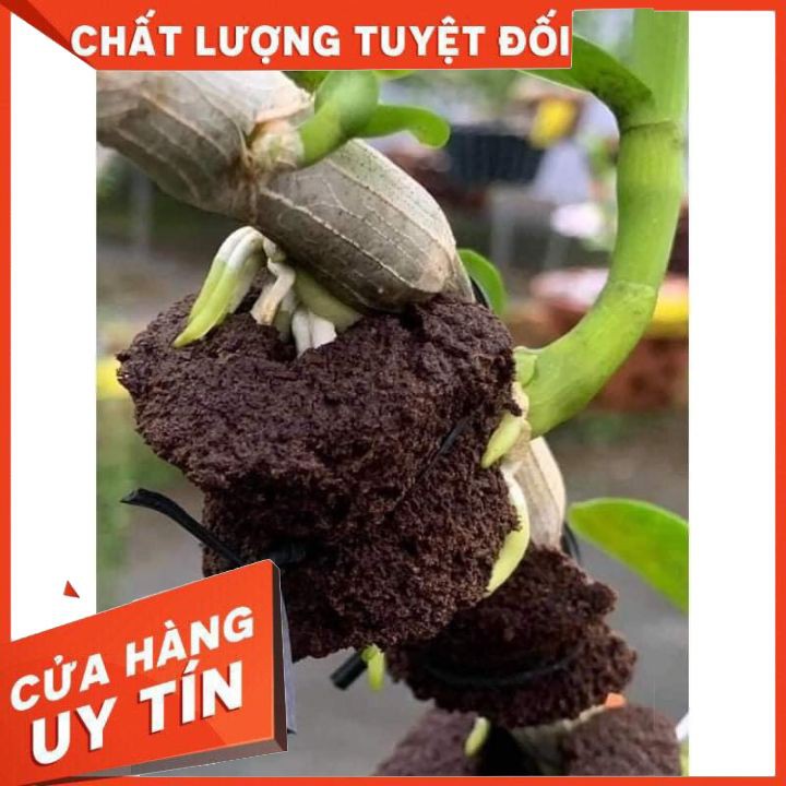 Đồ làm vườn, chiết cây Mút ươm kie Hà Lan size đại