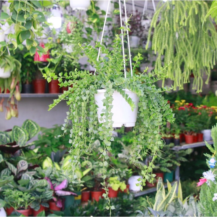 Cây Lan Tim Chậu Treo
