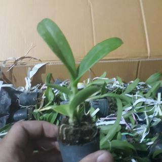 Denro nhiều màu size giống