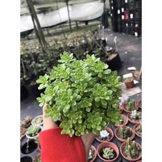 Sedum hoa hồng xanh size trung