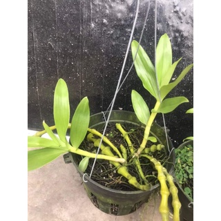 Cây giống Lan Trúc phật bà