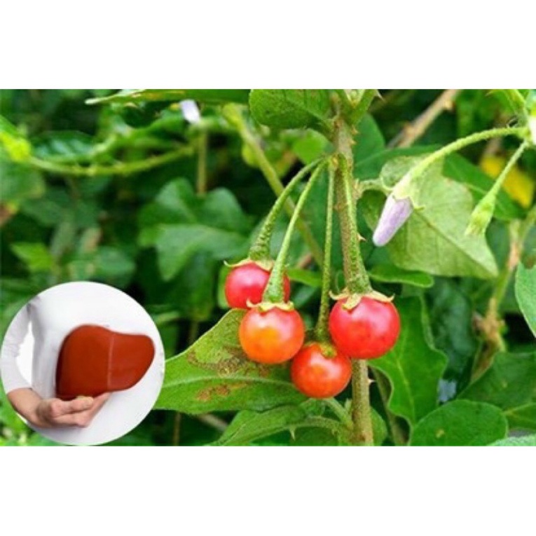 Cao Cà Gai Leo🌱 🌱Cà gai leo, mát gan -dltd