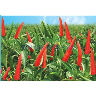 HẠT GIỐNG ỚT CHỈ THIÊN (30 hạt)