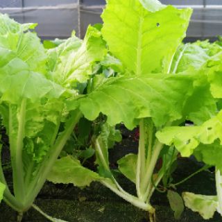 HẠT GIỐNG CẢI BẸ DÚN (CẢI DÚNG)THÁI LAN