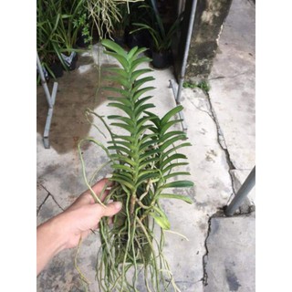 Hoa phong lan cù lao minh