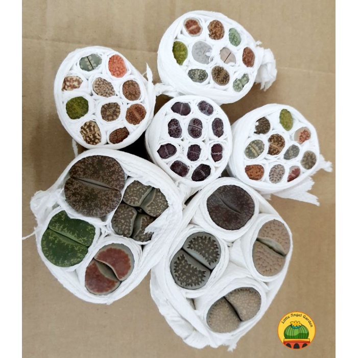 [VIP] 1 sen mông, lithops, thạch lan size từ 2.7cm - 3.2cm | giao màu ngẫu nhiên