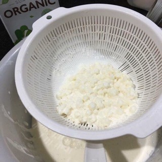Nấm sữa Kefir  ( nuôi bằng sữa sạch Ogarnic , 1 phần nuôi được 300 mL sữa )