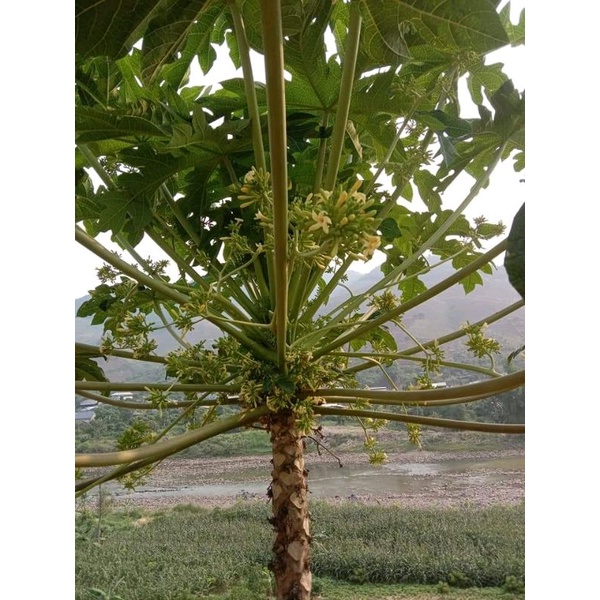 Hạt giống đu đủ đực siêu hoa 15 hạt