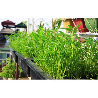 HẠT GIỐNG RAU MUỐNG CAO SẢN