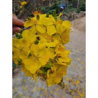25 Hạt giống hoa mai vàng 5 cánh -  loại cánh to hoa chùm