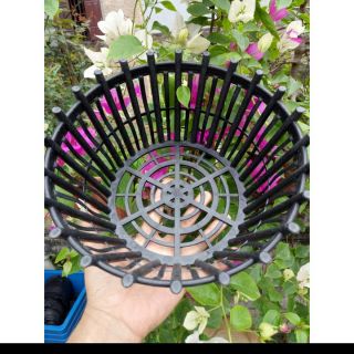 10 chiếc chậu trồng lan phi 20cm cao cấp