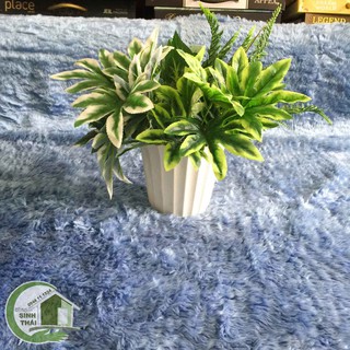 Chậu khía tròn - chậu nhựa trồng cây màu trắng nhỏ, đường kính 13 cm x cao 9cm