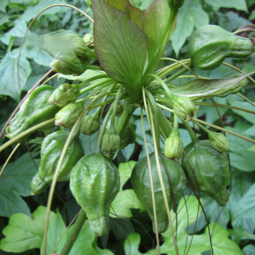 BỘT NƯA MIỀN TÂY - BỘT HUYỀN MIỀN TÂY - BỘT NƯA NGUYÊN CHẤT