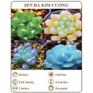 Hạt giống sen đá kim cương - THE XANH 100 hạt