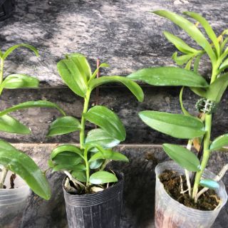 Giã Hạc Châu Như