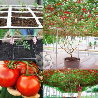 combo 5 gói hạt giống rau củ quả