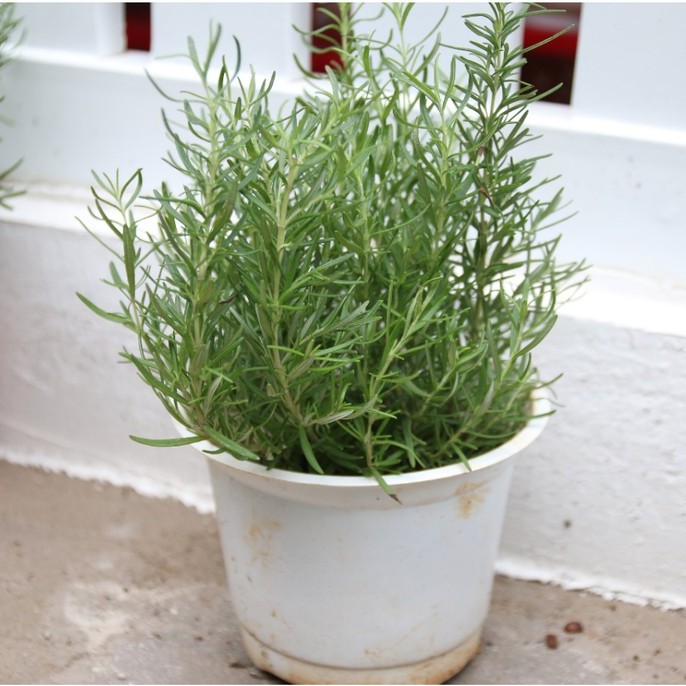 Chậu Cây Hương Thảo( Rosemary ), Chậu 3 Đến 4 Cây Như Hình Cao 25cm đến 30cm| Hoàng Trâm Green globe