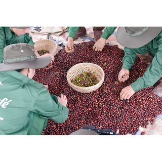 Hộp cà phê phin giấy Laha Cafe