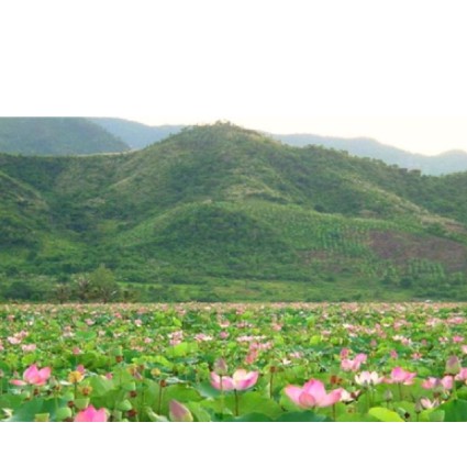 500gr Lá sen khô hàng loại 1 LS02