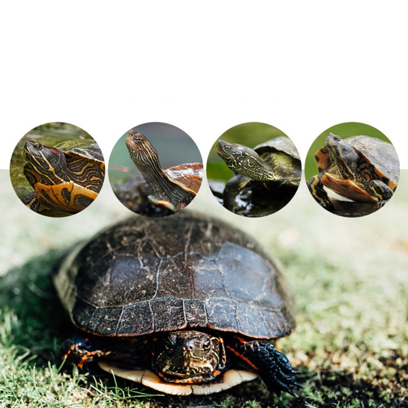 Bệ đứng dạng nổi hình vuông trang trí bể nuôi rùa/ bò sát