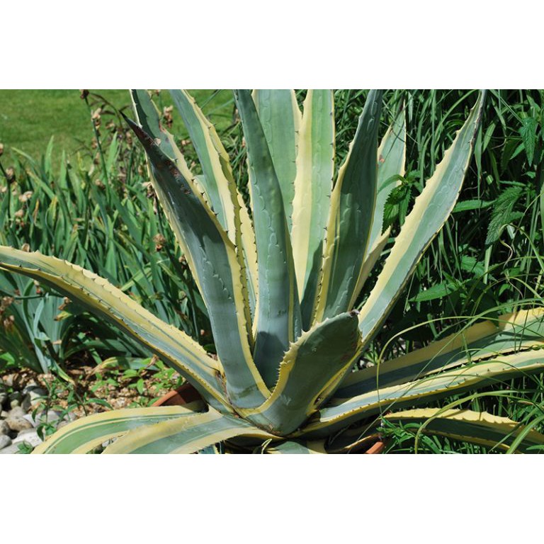 10 Hạt Giống Cây Dứa Sợi ( Thùa Thối )  – Cây cảnh trang trí nội thất ấn tượng