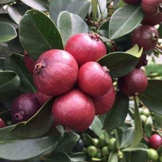 Cây giống ổi sim nhật cao 50-60cm