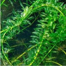 Rong đuôi chó - Cây thủy sinh - Phụ kiện trang trí bể thủy sinh