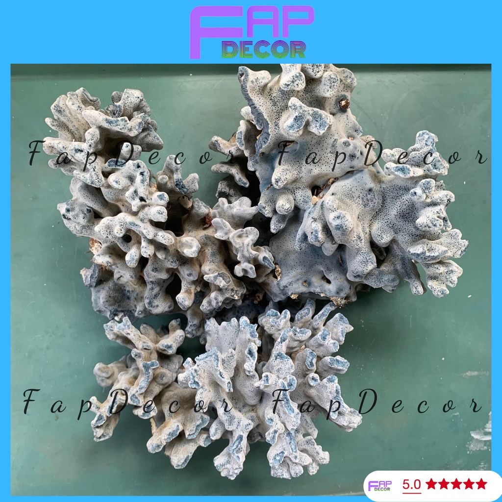 SAN HÔ BÔNG RẠN XANH TỰ NHIÊN PHONG THỦY CAO CẤP HÀNG HIẾM TRANG TRÍ THỦY SINH BỂ CÁ - FAPDECOR
