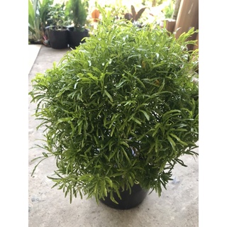 caykiengsadec cây đinh lăng thái+ tặng phân bón