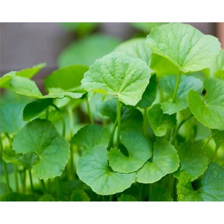 Hạt giống rau má lá nhỏ