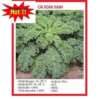 Hạt giống cải xoăn xanh 0,5gram hoa rau trồng kịp tết