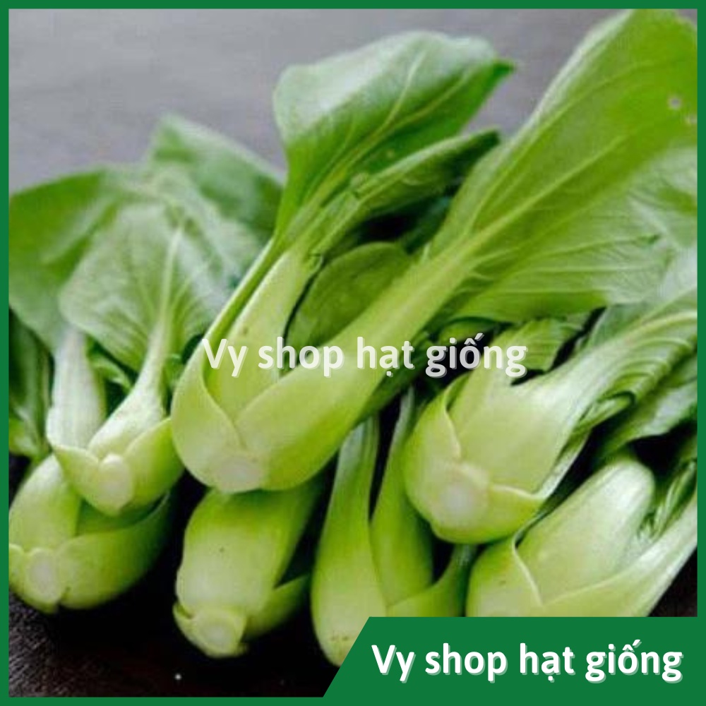 Hạt giống cải chip xanh Pak choy Thái Lan gói 2140 hạt