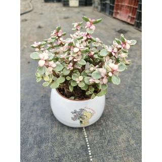 Cây Đô La Bụi kèm chậu sứ💖FREESHIP💖Cây Đô La Hồng Dễ Chăm Khỏe Đẹp